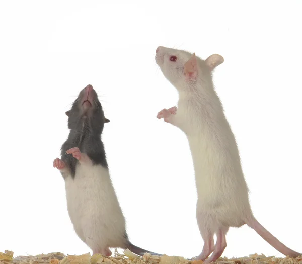 Крысы — стоковое фото
