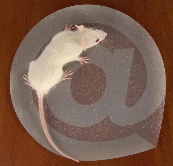 Szczur na internet znak — Zdjęcie stockowe