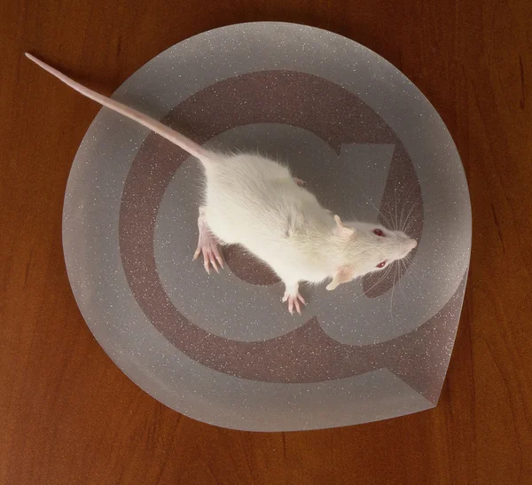 Крыса на интернет-знаке — стоковое фото
