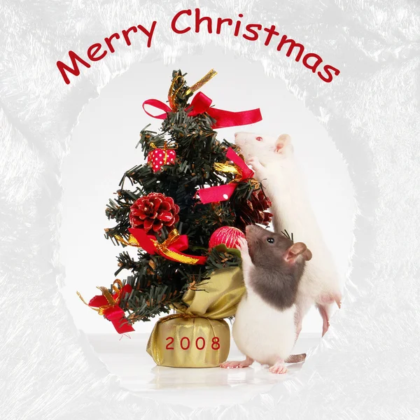 Rats on holiday — Stock Photo, Image