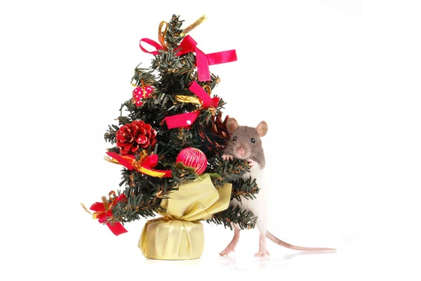 Szczur na wakacje — Zdjęcie stockowe
