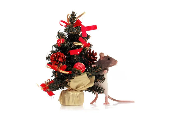 大鼠的假期 — 图库照片