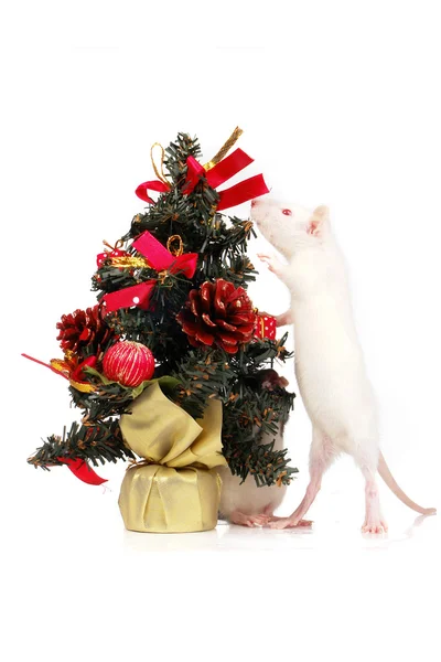 Rato em férias — Fotografia de Stock
