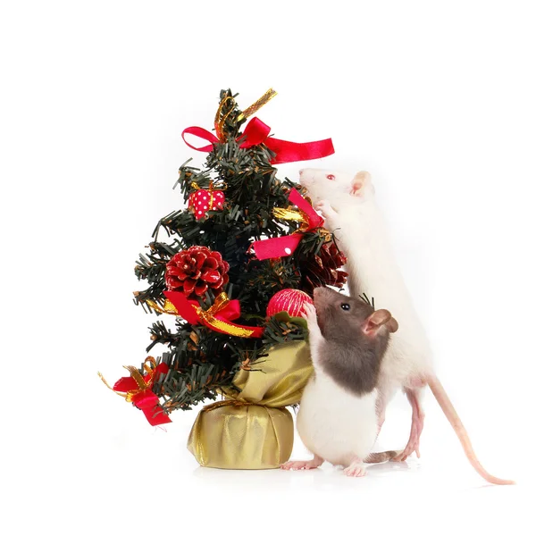 Ratten im Urlaub — Stockfoto
