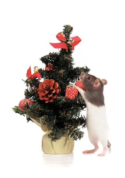 Rat on holiday — Stock Photo, Image