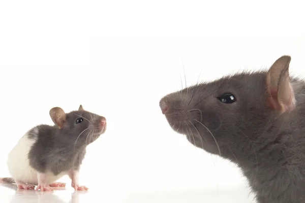 Rato cinzento — Fotografia de Stock
