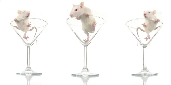 Rat in goblit — Stock Photo, Image
