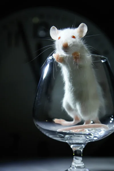 Rata en vidrio — Foto de Stock