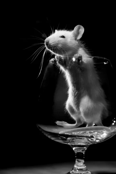 Крыса в стекле — стоковое фото