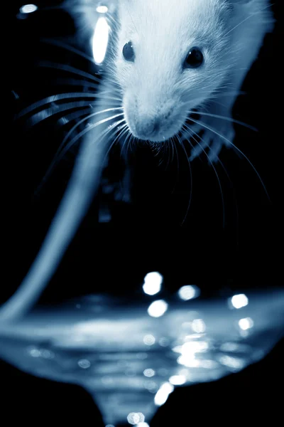 玻璃里的老鼠 — 图库照片