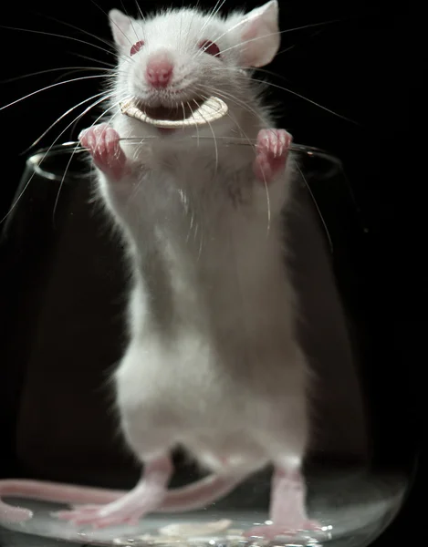 玻璃里的老鼠 — 图库照片