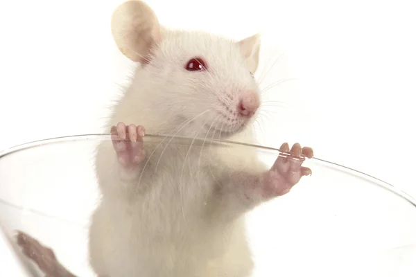 Rato em vidro — Fotografia de Stock