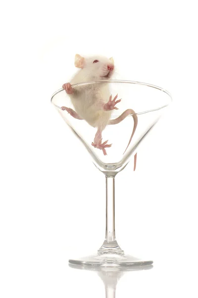 Rat in glass — Stock Photo, Image