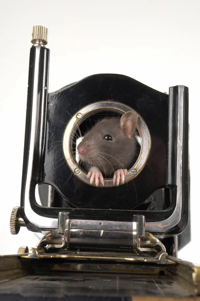 Szary szczur — Zdjęcie stockowe