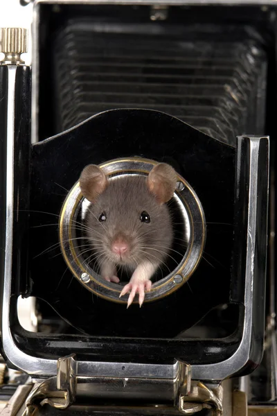 Серая крыса — стоковое фото
