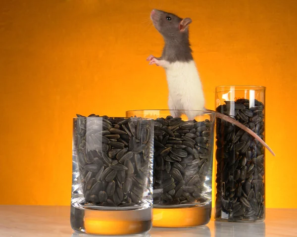 Szürke patkány — Stock Fotó