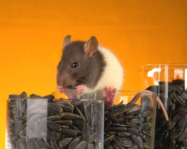 Grå råtta — Stockfoto