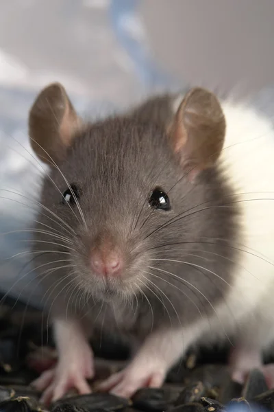 Rata gris — Foto de Stock