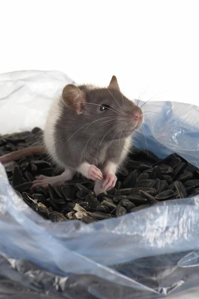 Grå råtta — Stockfoto