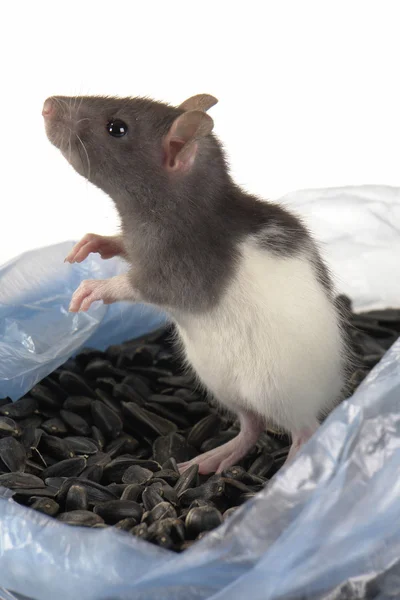 Graue Ratte — Stockfoto