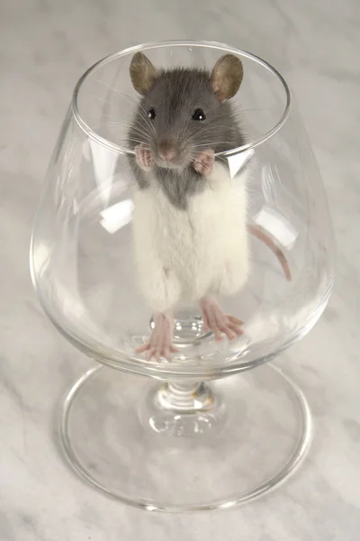 회색 쥐 — 스톡 사진