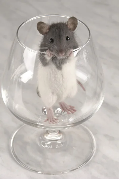 Grey rat — Stock Photo, Image
