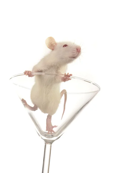 Rat in glass Stock Photo