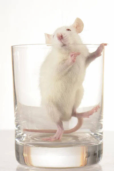 Rat in glass Royalty Free Stock Images