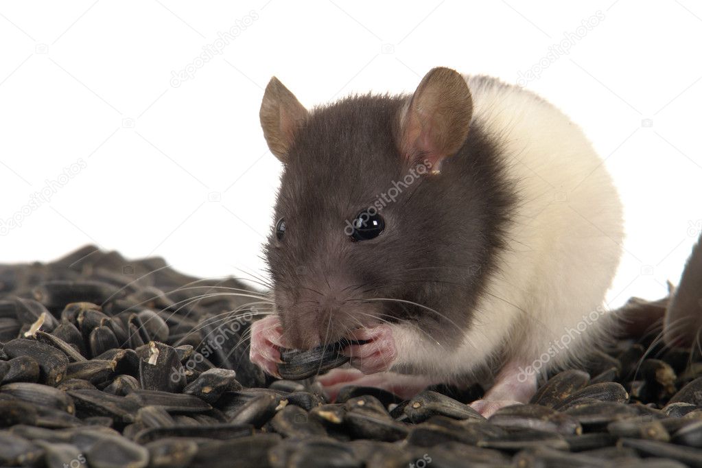Grey rat — Stock Photo © bazil 9281178