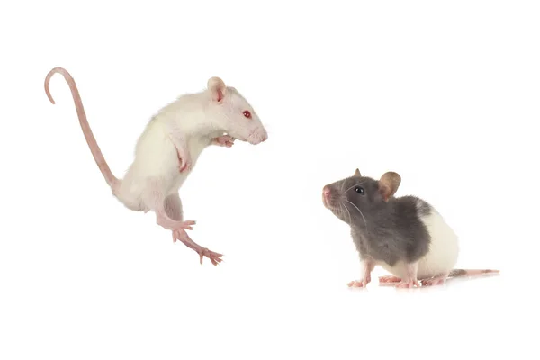Rato sobre um fundo branco — Fotografia de Stock