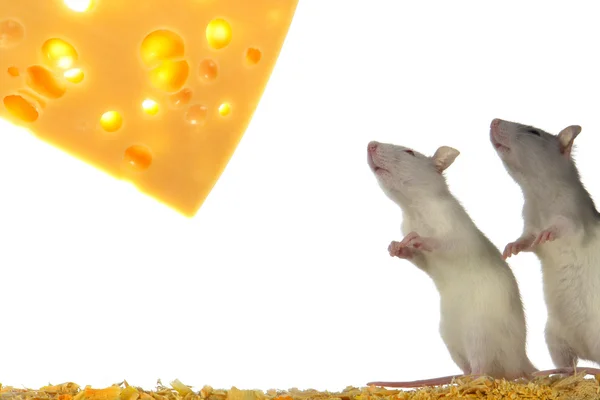 Råtta på en vit bakgrund — Stockfoto