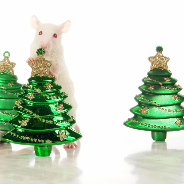 Rat on a white background — Stock Photo, Image