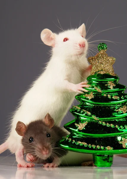 Råttor på semester — Stockfoto