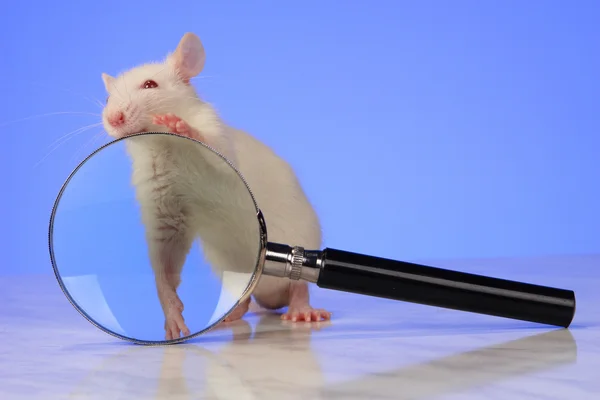 Rato com lupa — Fotografia de Stock
