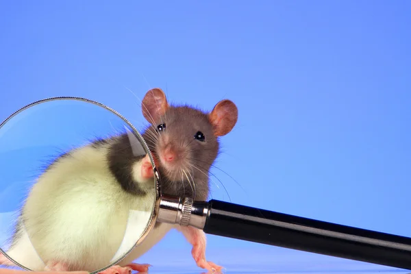 Rato com lupa — Fotografia de Stock