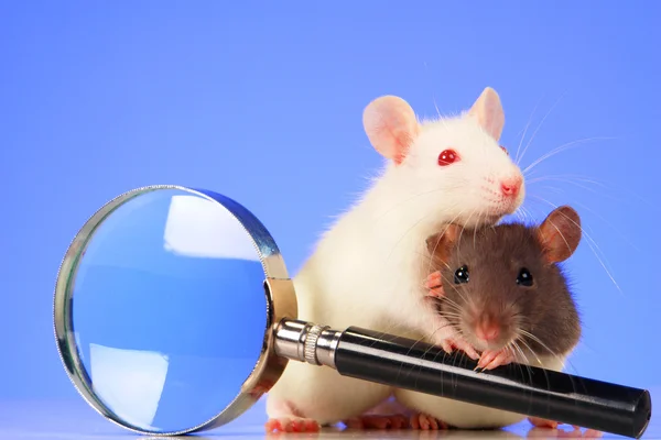 Ratos com lupa — Fotografia de Stock