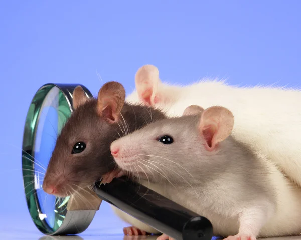 Ratten mit Lupe — Stockfoto