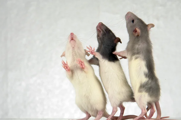 Крысы — стоковое фото
