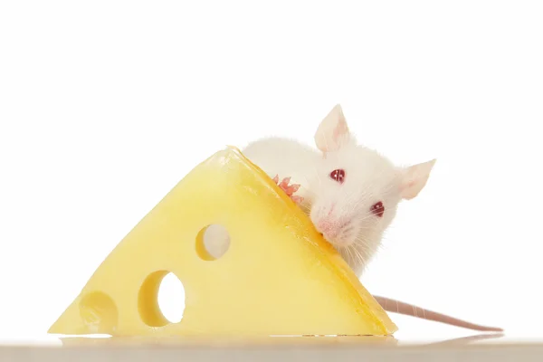 치즈와 쥐 — 스톡 사진