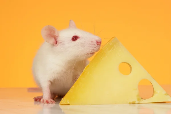 Rat with cheese — Stock Photo, Image