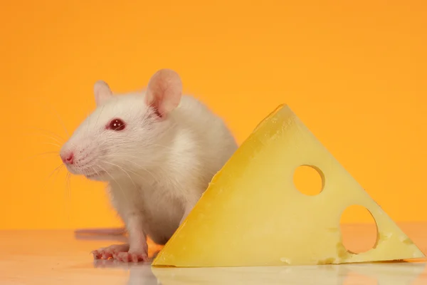 Rat with cheese — Stock Photo, Image