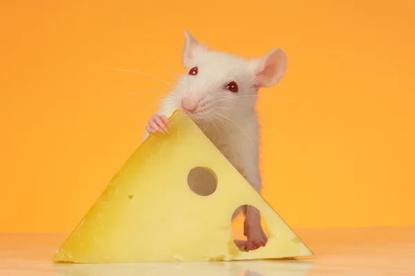 Ratte mit Käse — Stockfoto