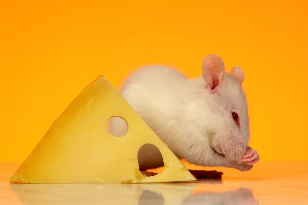 Ratte mit Käse — Stockfoto