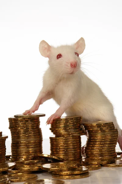 Rat with coins — Stock Photo, Image
