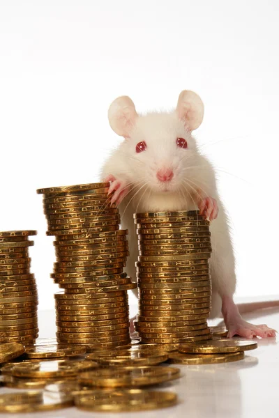 Rata con monedas — Foto de Stock