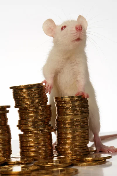 Крыса с монетами — стоковое фото