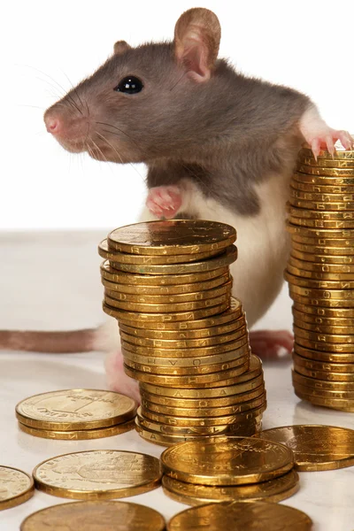 stock image Rat on a white background