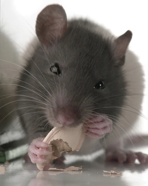 Крысы на белом фоне — стоковое фото