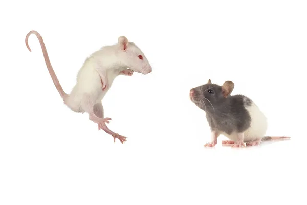 Ratten op een witte achtergrond — Stockfoto