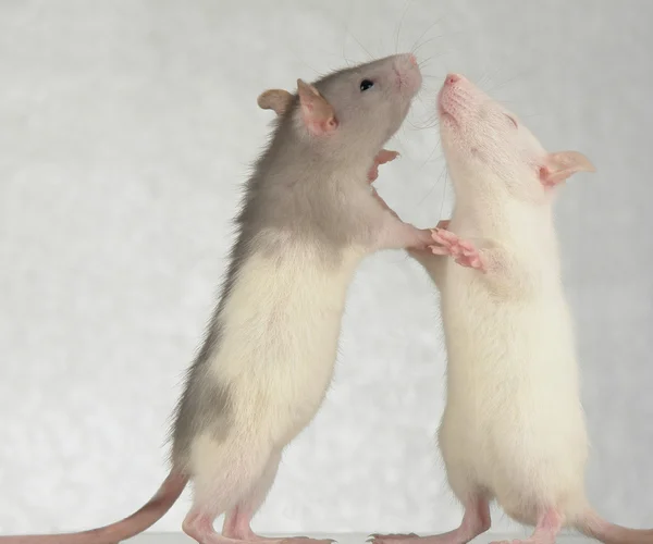 Крысы на белом фоне — стоковое фото